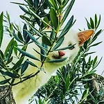 Nyaraló Charming House Atalaia + Pool *